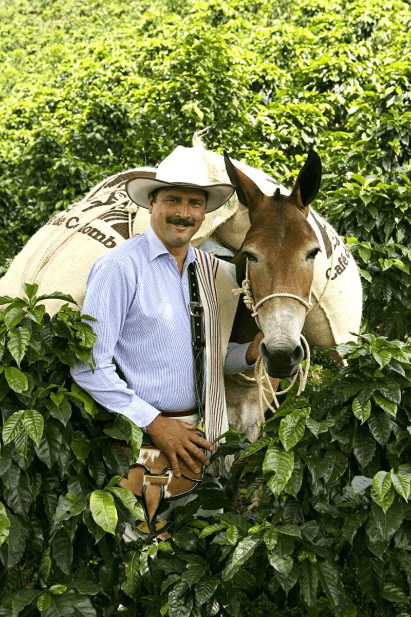 Juan Valdez kahve yetiştiricisi Kolombiya kahve plantasyonunda
